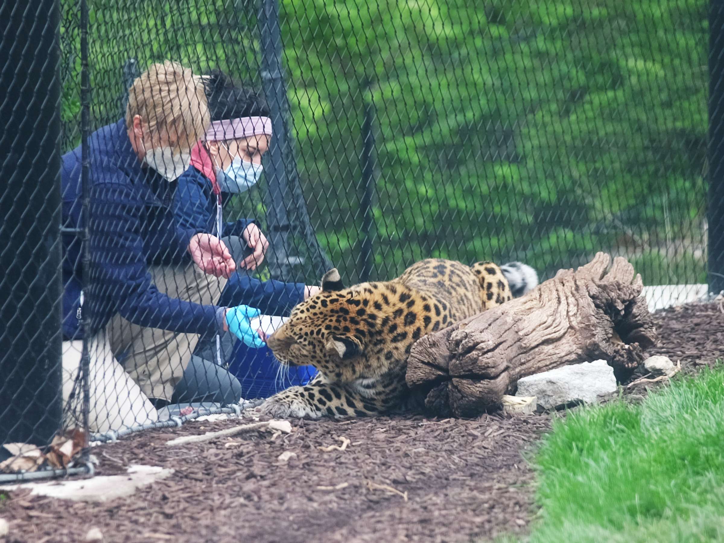 Sunset Zoo's Denise LeRoux, left, large animal keeper, and Jasmine Sarvi, resident with the K-State Veterinary Health Center, inject vaccine into Vlad, an Amur leopard.&nbsp;&nbsp;