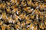 6,000 bees removed from inside wall of Omaha couple's home