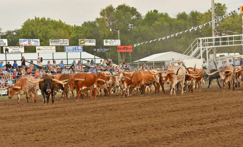 <b>The Sander Ranch longhorns.</b> Photo by Fly Thomas courtesy Wild Bill Hickok Rodeo