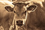 Proposal for Nebraska's largest feedlot getting bigger