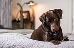 Austin: Hot dogs need attention and water