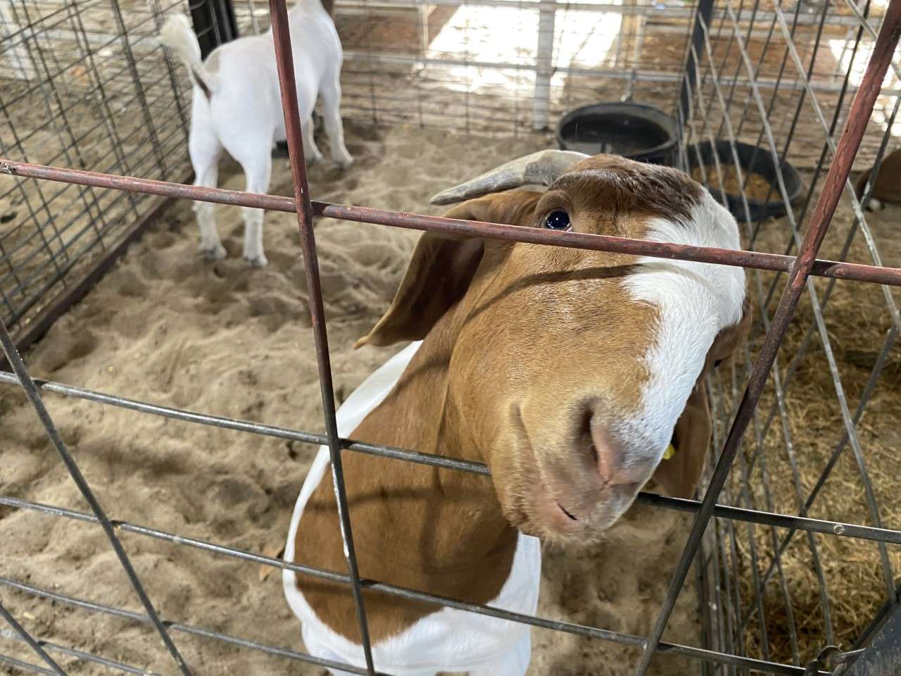 to the Geary County Free Fair