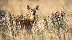 Cheyenne Bottoms Manager: Drought conditions bring flies, threat for deer