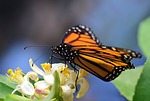 Endangered monarch butterflies no stranger to Kansas skies