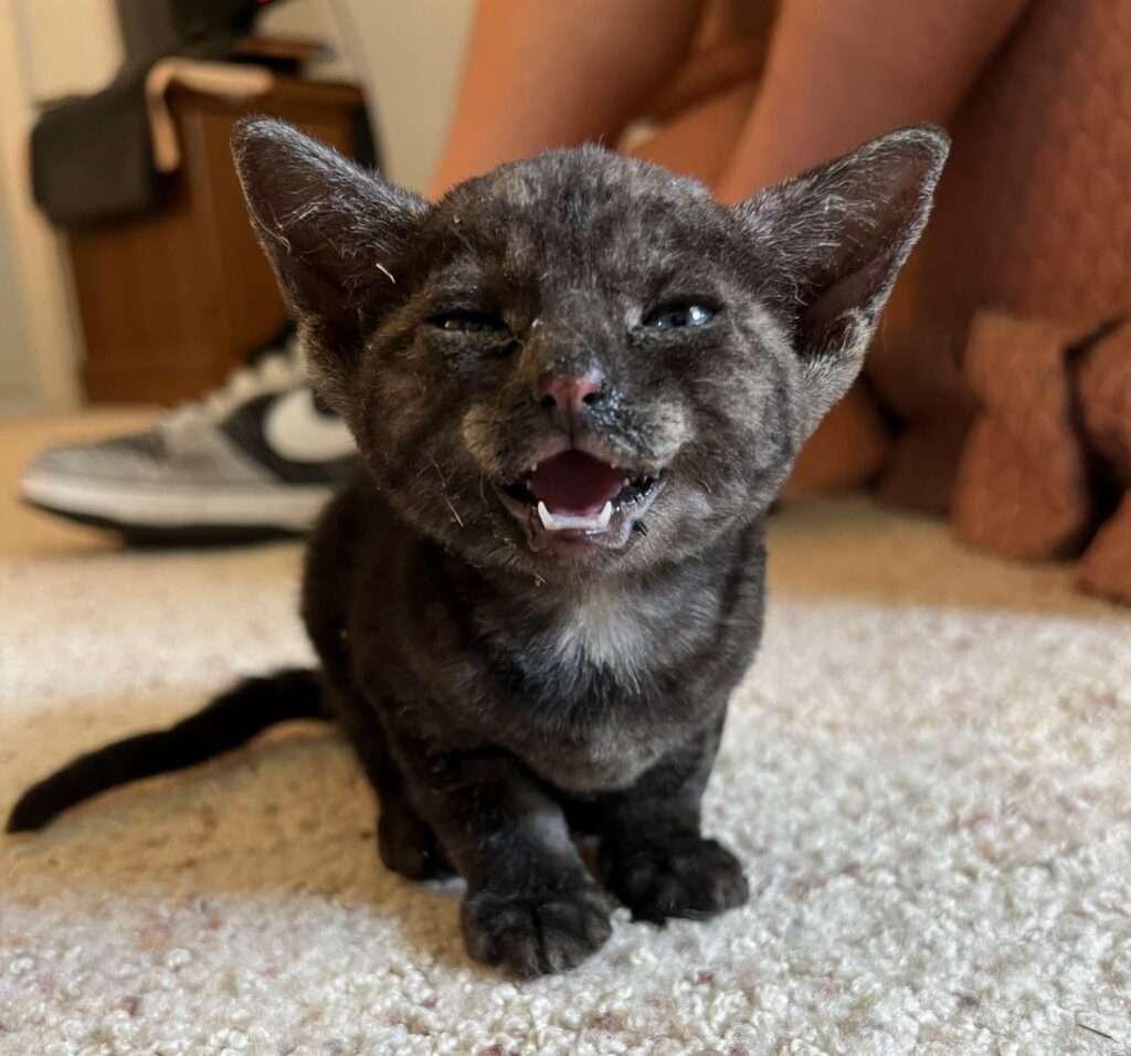 This kitten, now dubbed “Smokey,” survived a fast-moving wildfire that destroyed a garage in which the kitten had taken refuge on Saturday. (Courtesy of Josh Ewing)