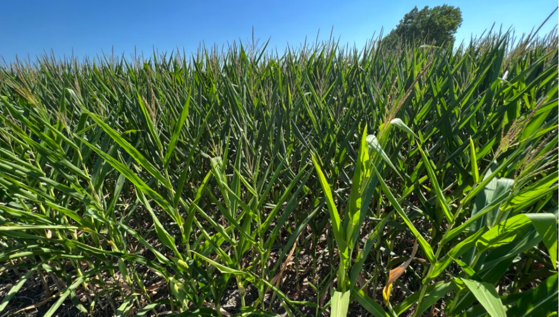 Corn grows in Saunders County, Nebraska, just outside Ashland. These crops, like all plants, sweat out moisture pulled from the ground as a means to keep cooler in the heat. (Aaron Sanderford/Nebraska Examiner)