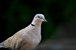 Dry conditions could make for successful dove hunting season