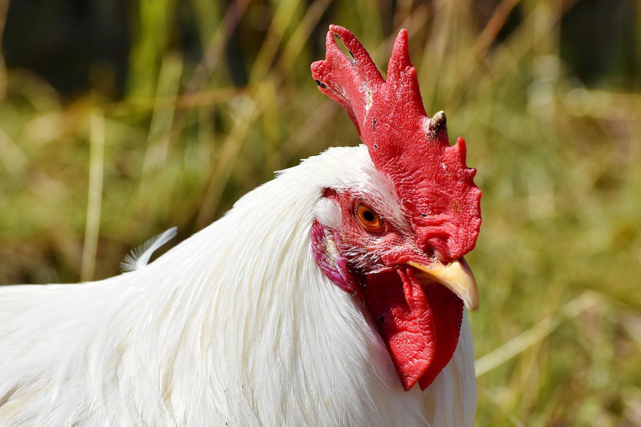 Box Butte Co. Fair poultry results