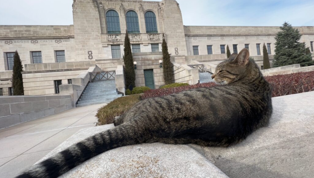 Cameron the Cat, a fixture at the Nebraska State Capitol, was reported stolen on Tuesday night. (Aaron Sanderford/Nebraska Examiner)