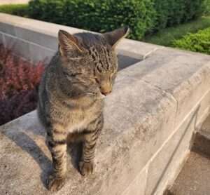 Cameron the Capitol Cat (Social media photo)