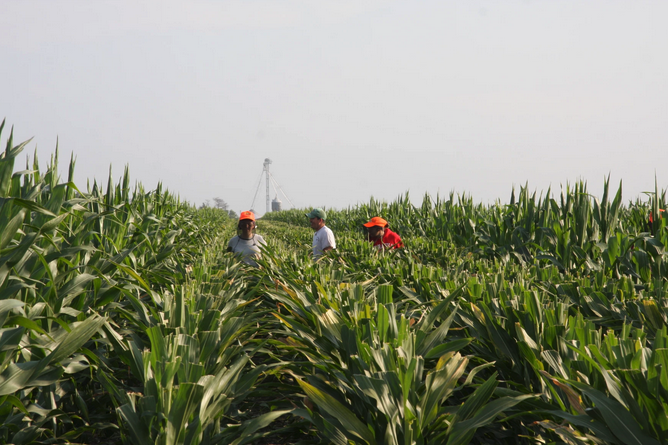 Armed with eye protection, detasselers in southeast Nebraska walk cornrows in summer 2014 to prevent the plants from self-pollinating. In the Midwest, local teenagers have historically detasseled a majority of corn acres. Lynn Lief / Submitted