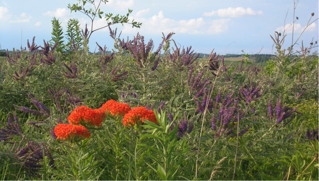 A prairie in spring brings a diversity of grasses and flowering plants. (Courtesy of Tom Bragg)