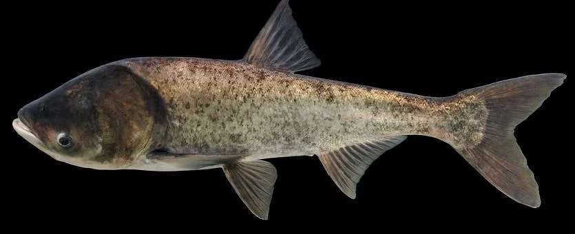 The Bighead Carp is a common species of invasive carp in northwest Missouri that the Missouri Department of Conservation is looking to clear out/ Courtesy of the Missouri Department of Conservation