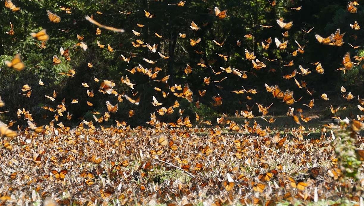 Monarch butterflies in flight in the overwintering site in Mexico. Photo courtesy of Sara Dykman<br>