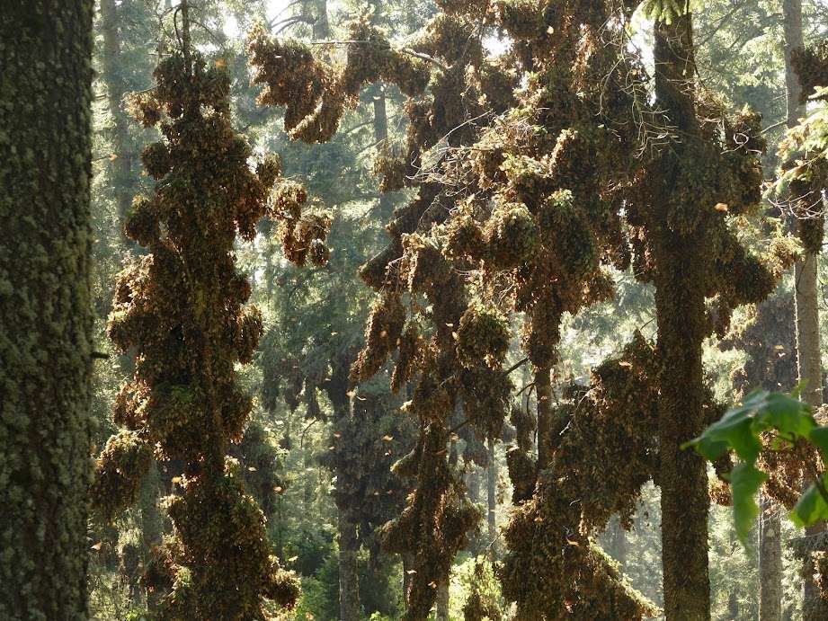 Monarch butterflies in mass at their overwintering site in Mexico. Ten monarchs weigh about as much as a dime. The monarchs concentrate in such quantities at the overwintering site that they can bend and break branches. Photo courtesy of Sara Dykman