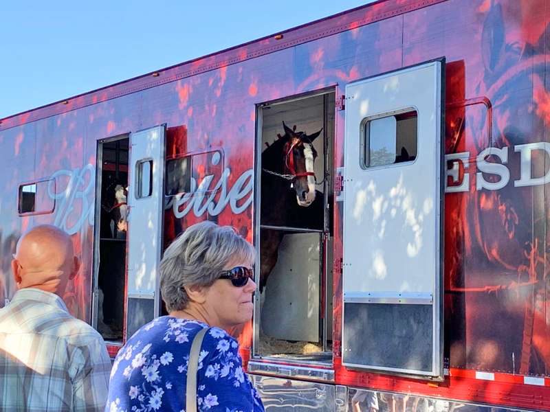 Some of the Clydesdales await exiting their trailer.