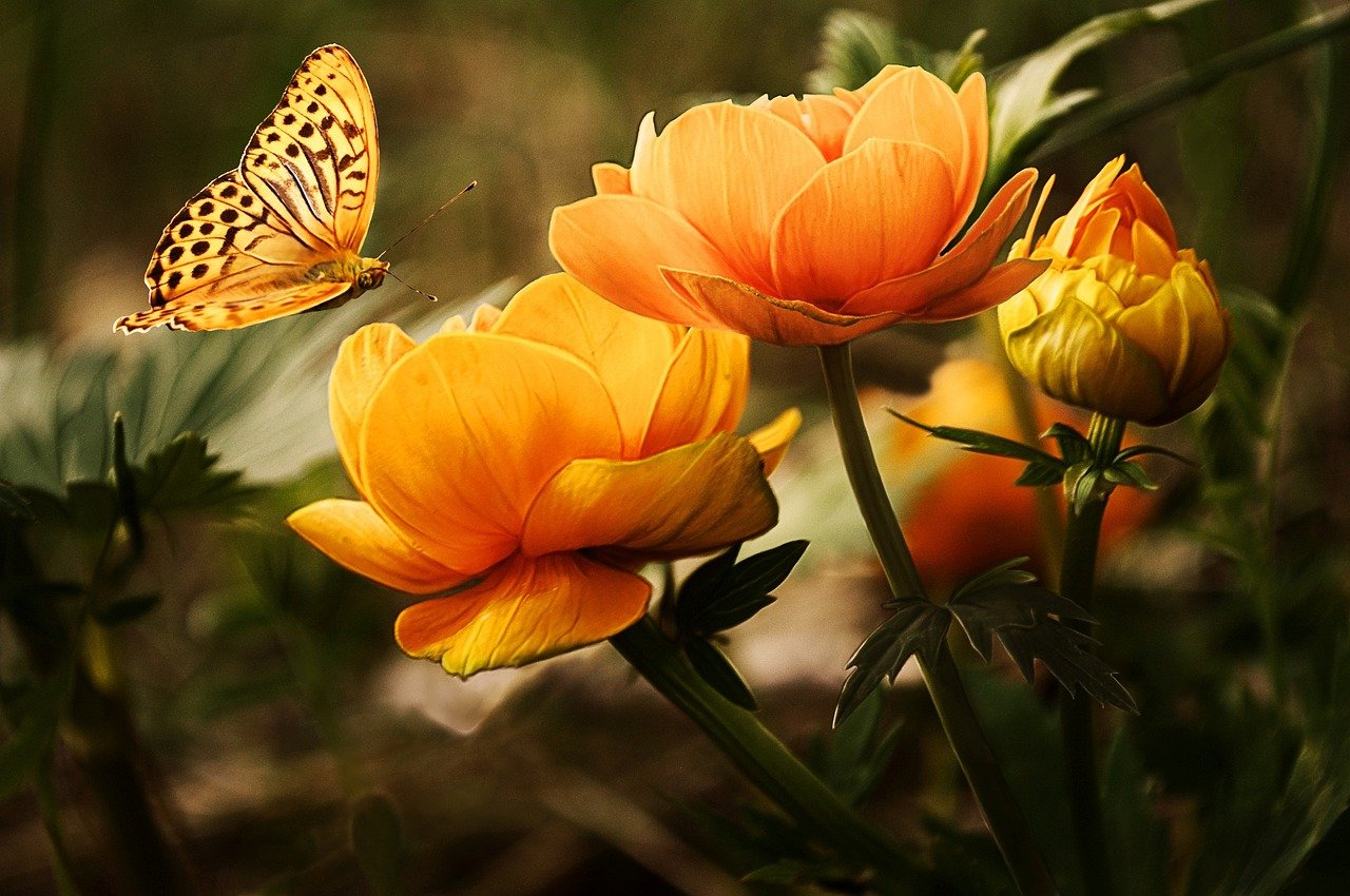 Image courtesy of Pixabay