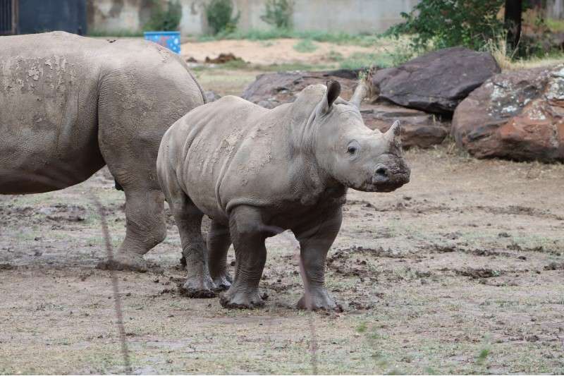 <b>Gus.</b> Photo courtesy Rolling Hills Zoo