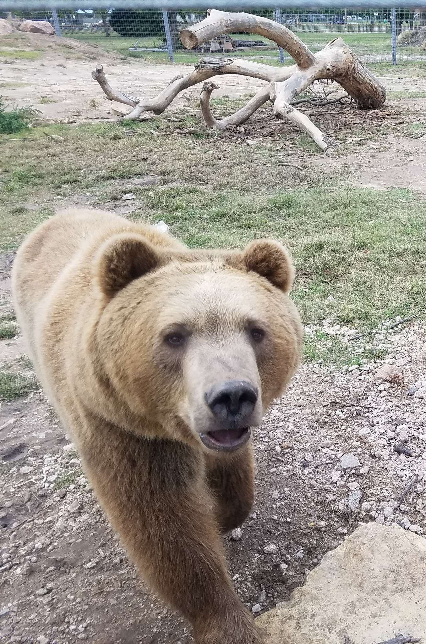 Brit Spaugh Zoo's 10-year-old grizzly, Winnie, died unexpectedly on Jan. 16.