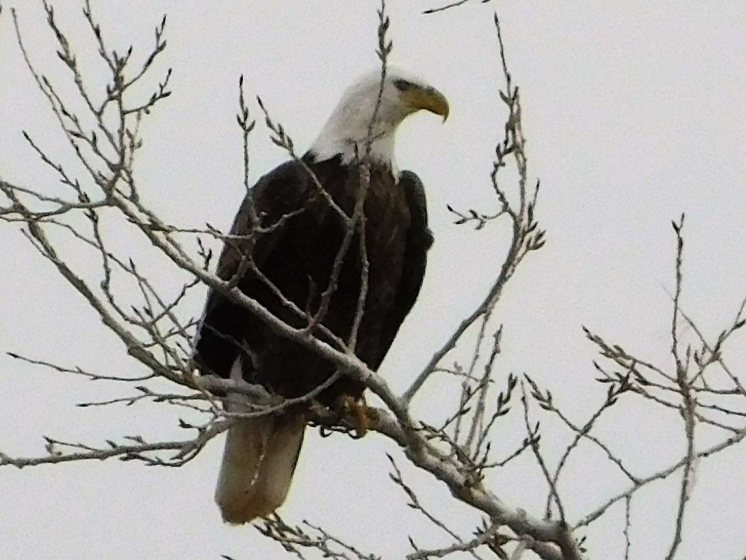 Sheriff: 2 men wanted to eat the bald eagle they killed