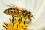 What's the 'bzzz?' KWEC to spotlight bees for January WILD Club program