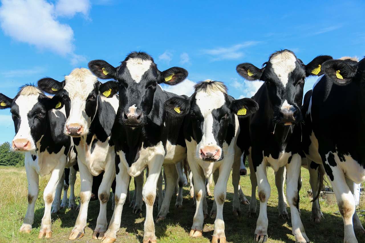 The Kansas Classic Cattle Show gives kids an opportunity to show their livestock off. [PHOTO: Stock image/pixabay]