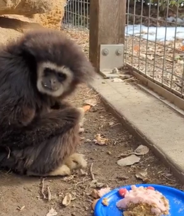 Bringing the Great Bend zoo to you