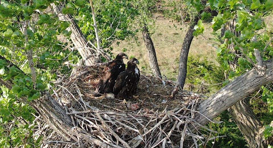 Juvenile Bald Eagles in a nest near Castleton in Reno County-Photo from Kansas Wildlife and Parks