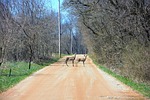 Colder temperatures mean that wild animals are beginning to roam more