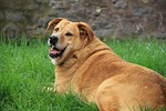 Vet: Heavy pets need more exercise