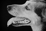 Vet: Pain in pets often found in mouth