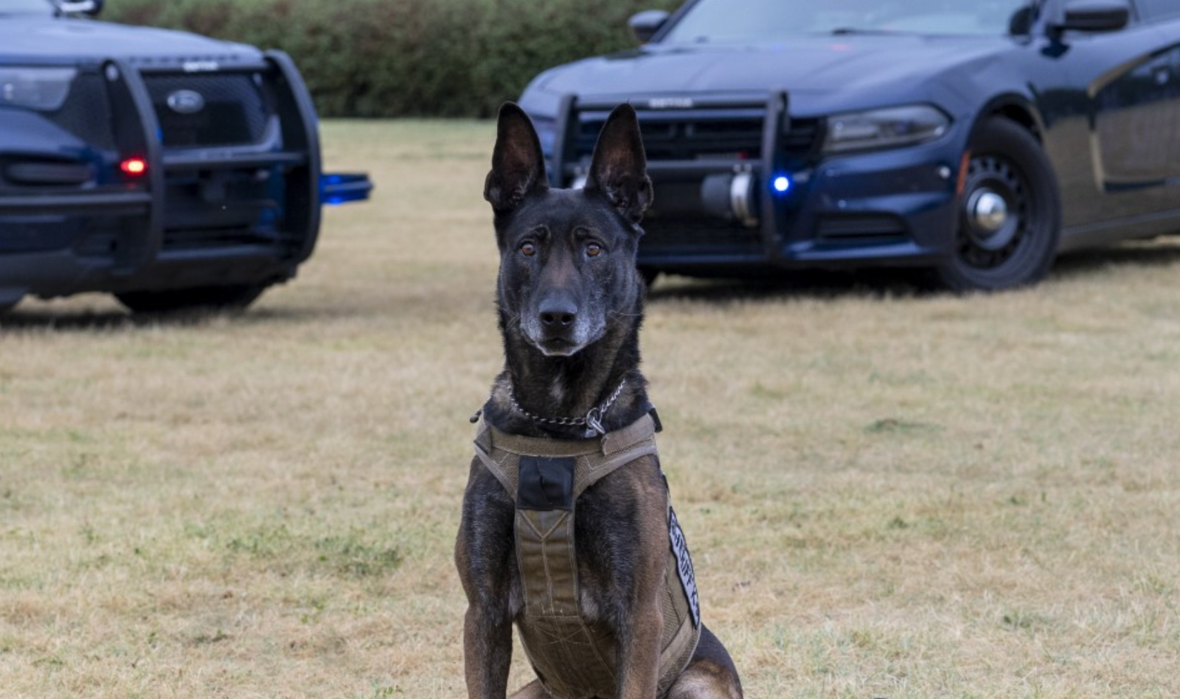 Police K9 Bane -Photo Sedgwick Co. Sheriff