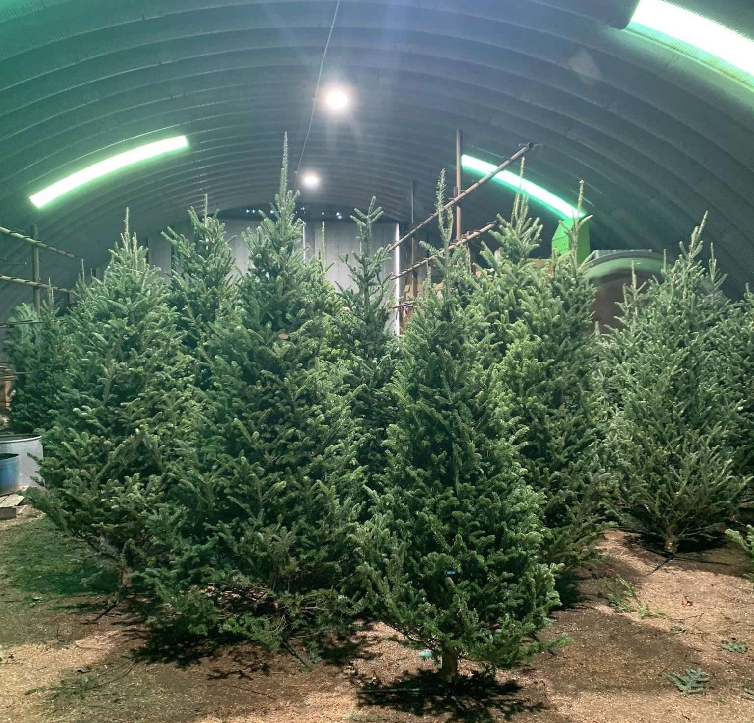 Delp Christmas Tree Farm & Orchard near St. John has approximately 1,500 Christmas trees ready to be cut for the current holiday season, plus many more ready to go.