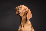 Animal Shelter takes safety precautions