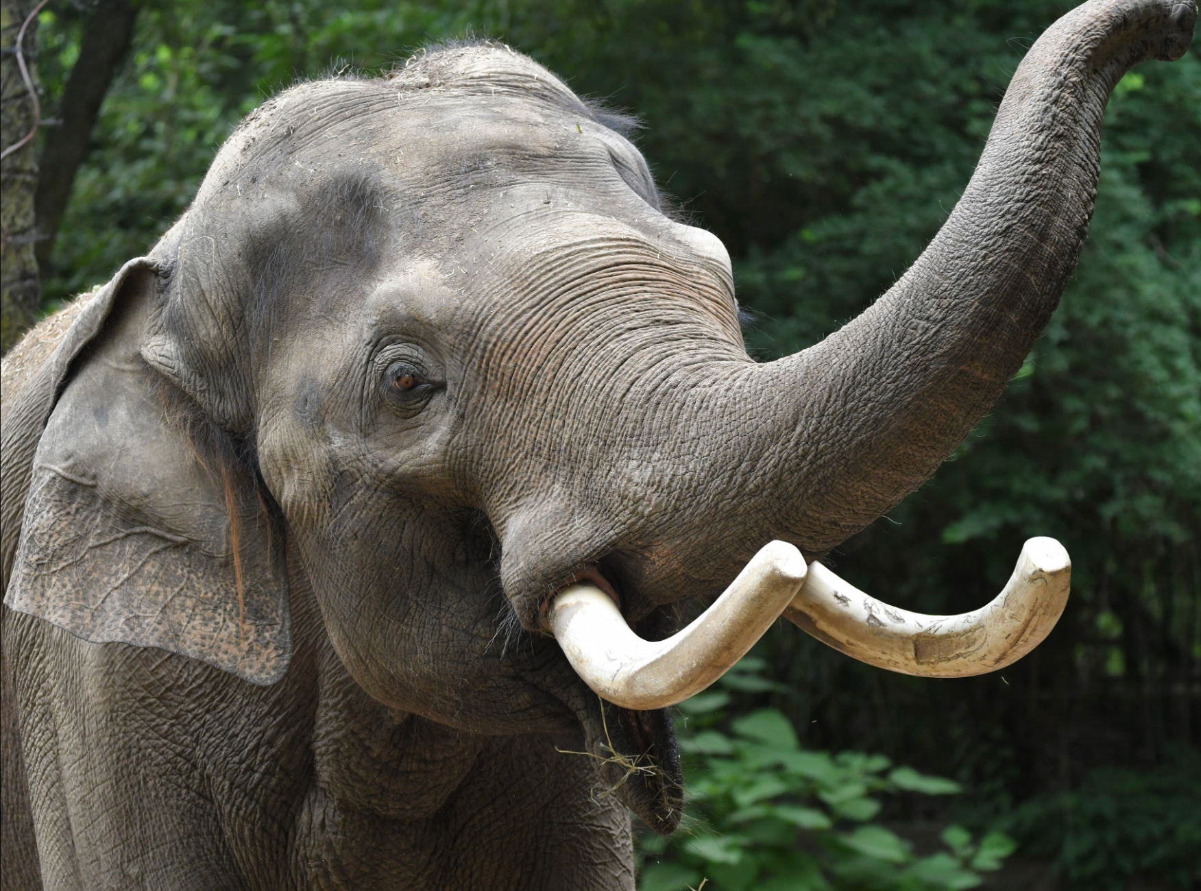 Raja-photo courtesy St. Louis Zoo