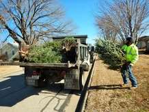Newton Christmas Tree Recycling