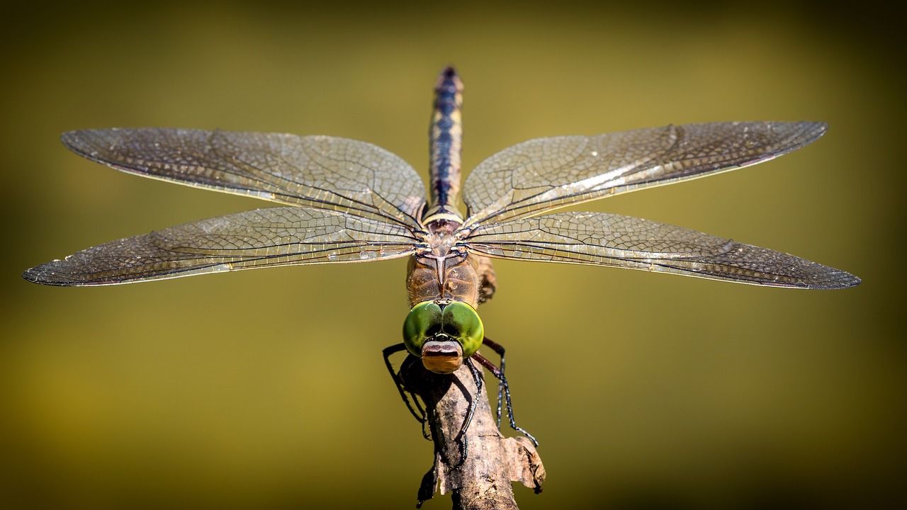 Image courtesy of Pixabay