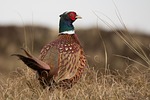 Proposal to help dwindling pheasant population panned 