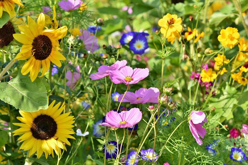 <b>Wildflowers can add colorful variety to landscapes.</b> Photo by&nbsp; <a href="https://pixabay.com/users/ralphs_fotos-1767157/?utm_source=link-attribution&amp;utm_medium=referral&amp;utm_campaign=image&amp;utm_content=3598555">Ralph</a>&nbsp;from&nbsp;<a href="https://pixabay.com//?utm_source=link-attribution&amp;utm_medium=referral&amp;utm_campaign=image&amp;utm_content=3598555">Pixabay</a>