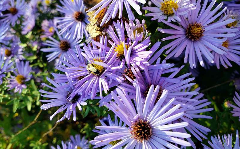 <b>"Native Plants to Support Native Bees" topic of an upcoming presentation by&nbsp;Horticulture Extension Agent Jason Graves.</b> Photo courtesy Graves