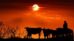 North Platte man named to Neb. beef advisory council
