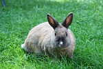 Hop to the Central Regional Rabbit Show