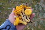 Want mushroom hunting tips? Seminar at Remington has your answers