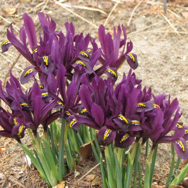 Photo Courtesy Hutchinson Horticulture Club