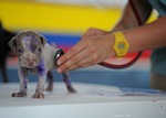 St. Joseph holds rabies clinic this week