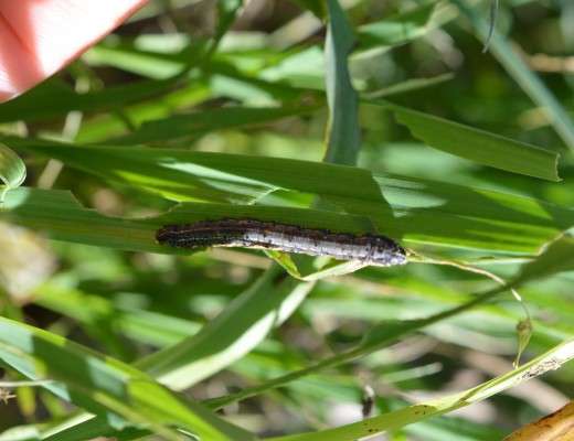 Armyworms lay their eggs on just about anything green, but prefer such grasses as wheat, brome, lawns, corn, sorghum and others, photo courtesy K-State