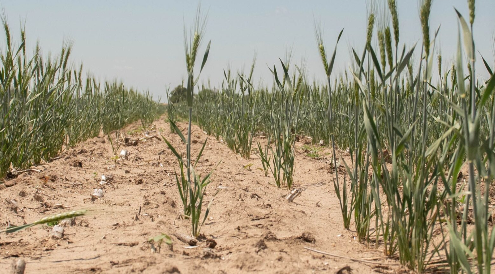  A severe drought plaguing Kansas spells trouble for the winter wheat harvest. (Courtesy Kansas Wheat)