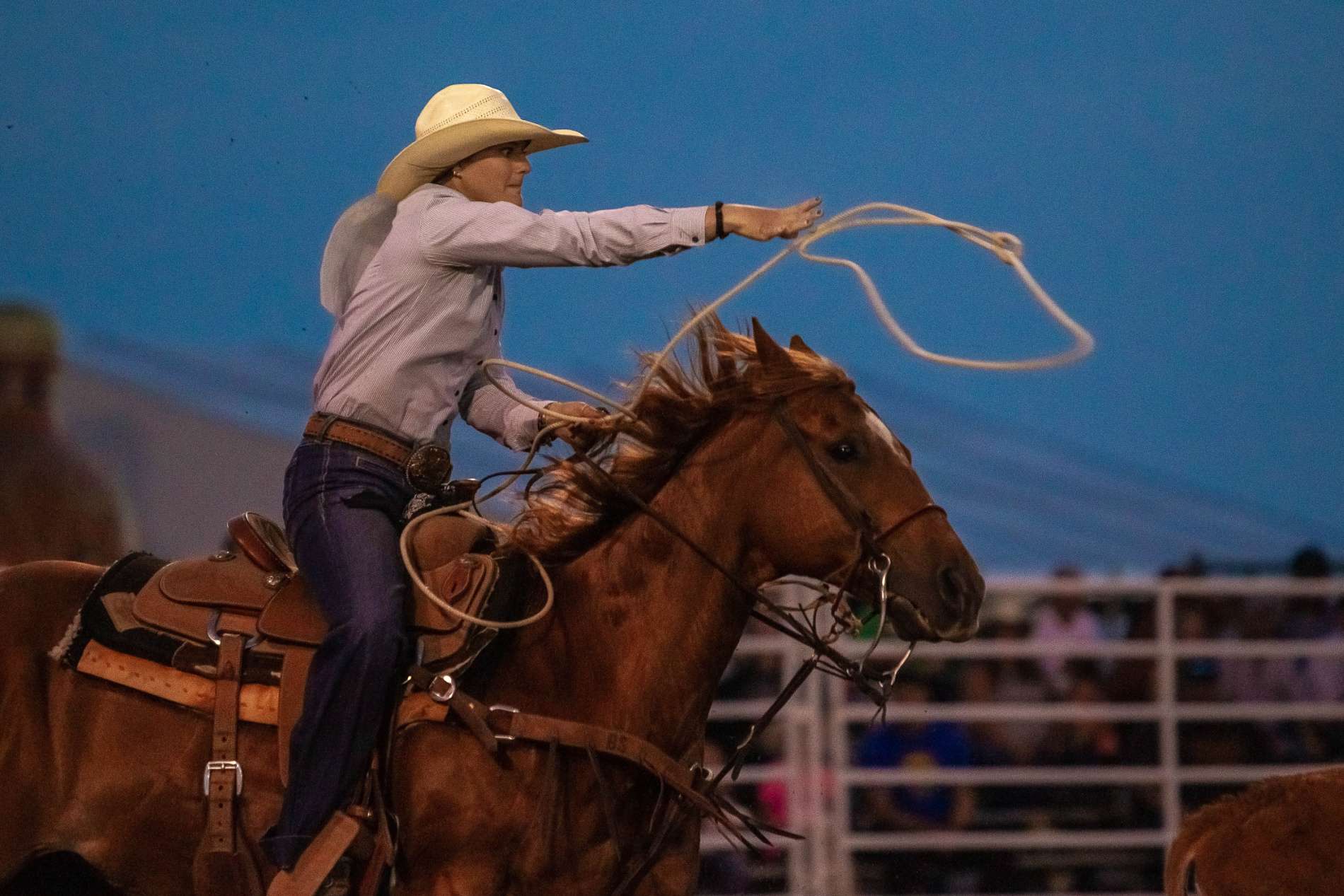 Brandy Schaack breakaway ropes at the 2021 Buffalo Bill Rodeo. The Chadron, Neb. cowgirl ropes in addition to teaching school. Photo by Don Christner