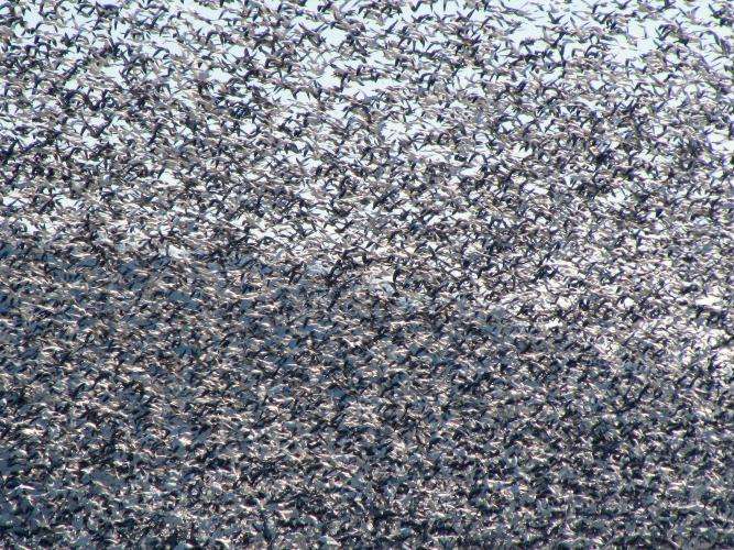 A Snow Geese flock/Photos used with the permission of the Missouri Dept. of Conservation