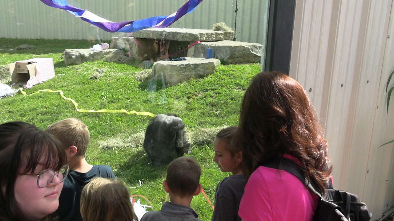Sunset Zoo chimpanzee, Suzie, enjoying popcorn